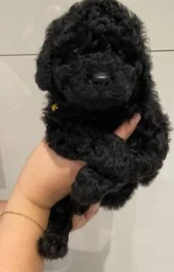 Bella — filhote de Poodle disponível em São Paulo
