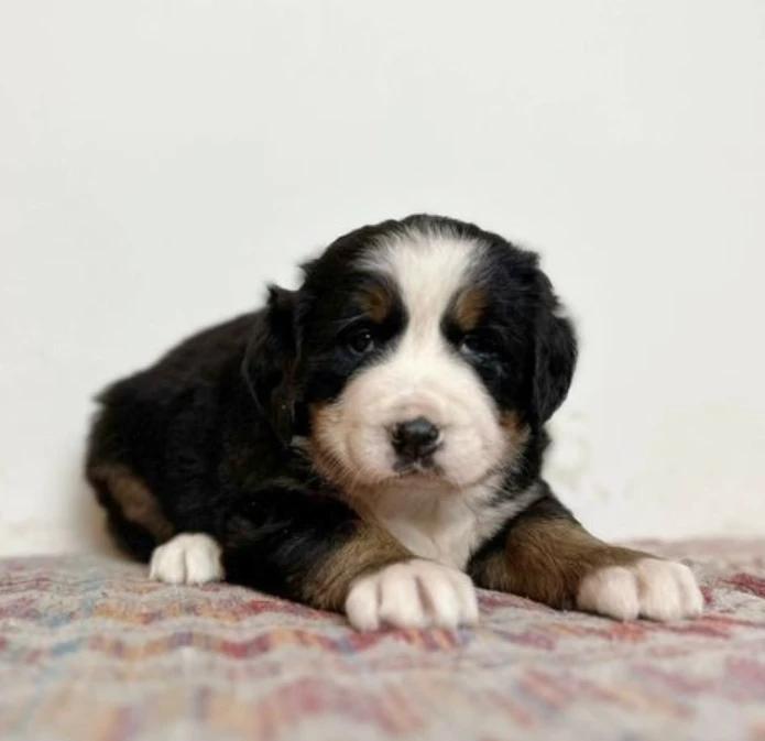 Marlon — filhote de Bernese Mountain Dog disponível em São Paulo
