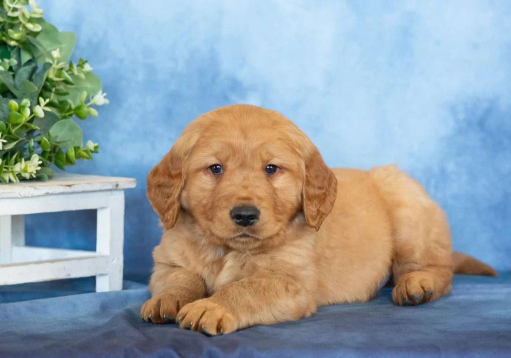 Luna — filhote de Golden Retriever disponível em São Paulo