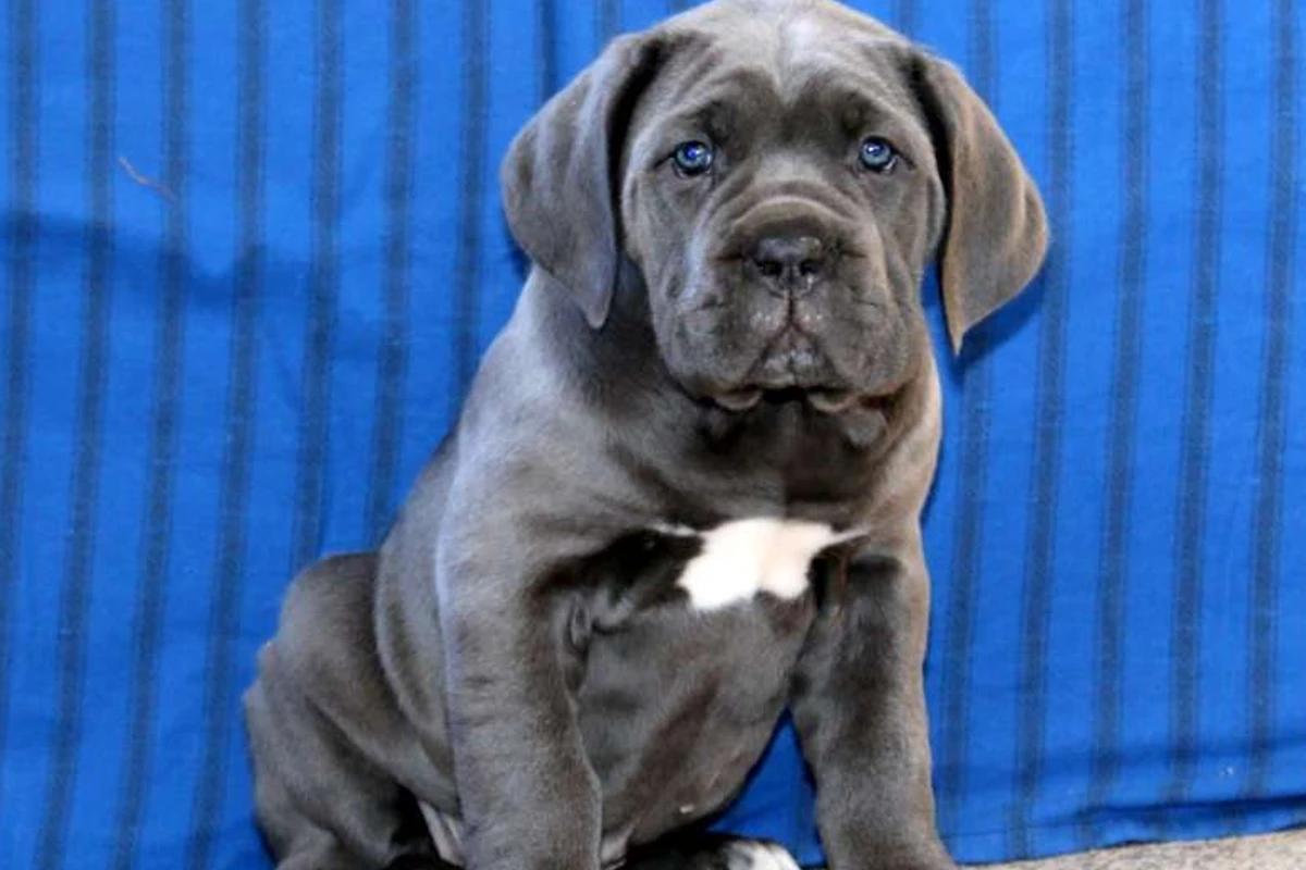 Cane Corso