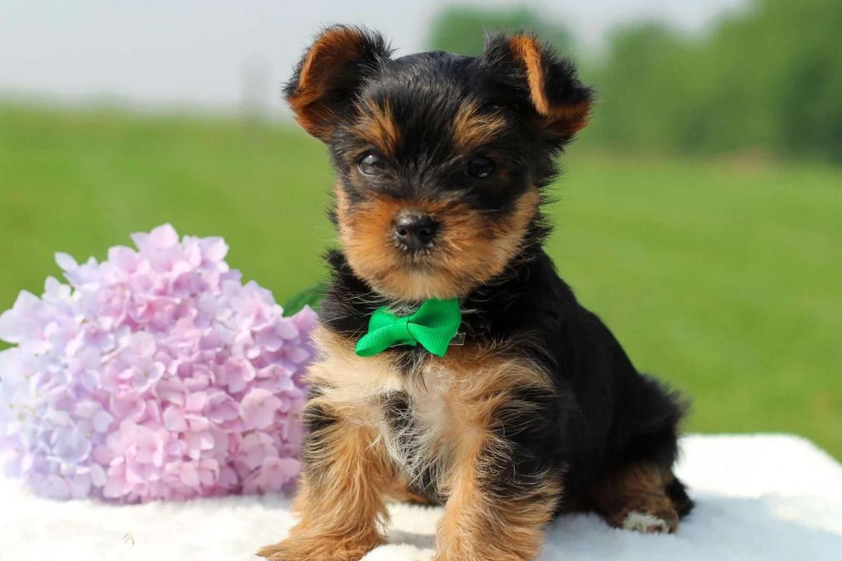 Yorkshire Terrier